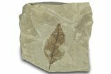 Fossil Hackberry (Celtis) Leaf - Insect Predation! #323391-1